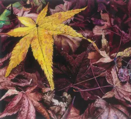 2013级产品设计1班鲜伟岚作...